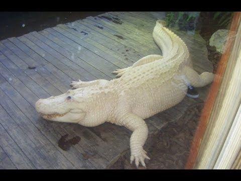 White Alligator Logo - Rare Blue Eyed Albino Alligator - YouTube