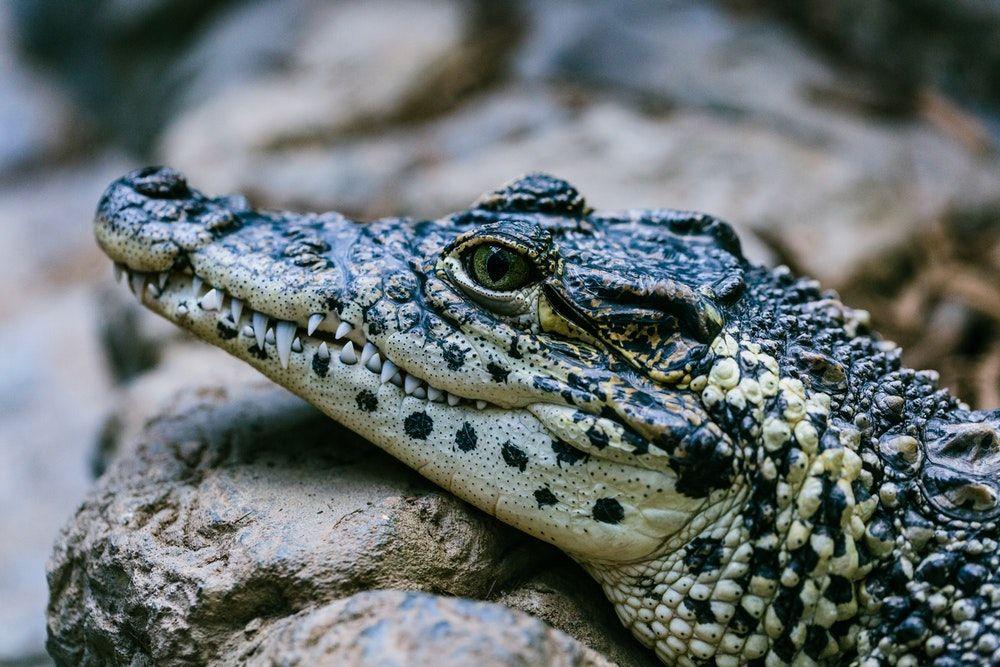 Black and White Alligator Logo - 500+ Crocodile Pictures | Download Free Images on Unsplash