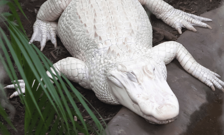 Black and White Alligator Logo - Rare White Alligator - Wildlife World