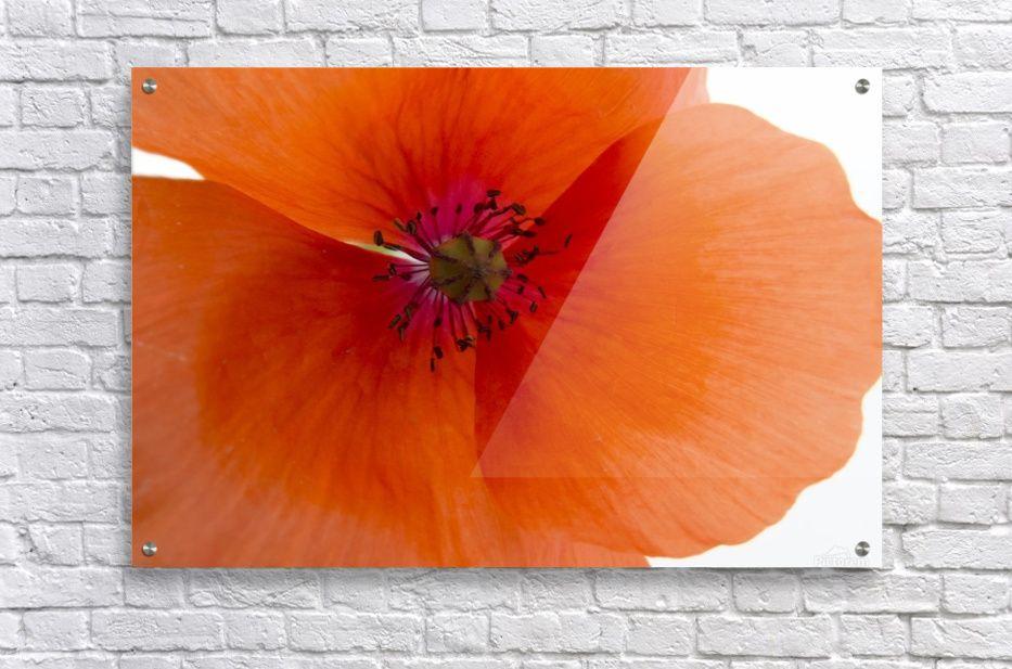 Orange Poppy Logo - Orange Poppy Flower - Christy Garavetto Canvas