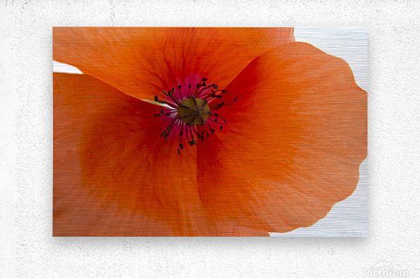 Orange Poppy Logo - Orange Poppy Flower - Christy Garavetto Canvas