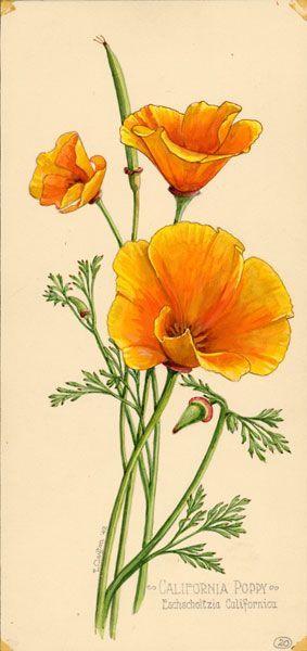 Orange Poppy Logo - Alessandra Beaton (alessandrabeaton) on Pinterest