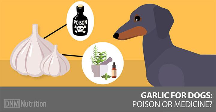 Nursing Dog Logo - Garlic For Dogs: Poison Or Medicine? - Dogs Naturally