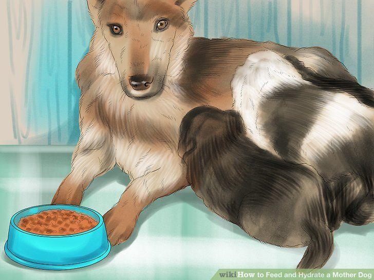 Nursing Dog Logo - How to Feed and Hydrate a Nursing Mother Dog - wikiHow