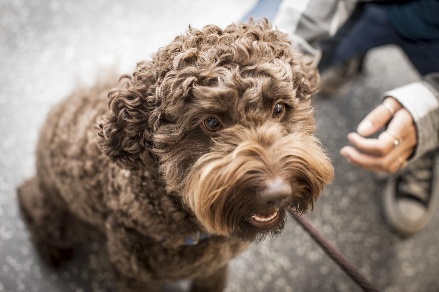 Nursing Dog Logo - The School of Nursing Has a Therapy Dog Named Kenny | UVA Today