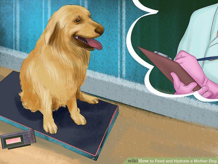 Nursing Dog Logo - How to Feed and Hydrate a Nursing Mother Dog - wikiHow