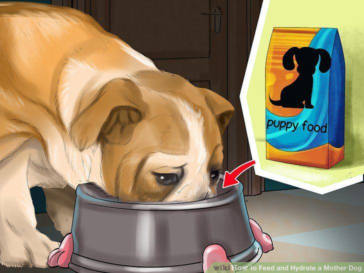 Nursing Dog Logo - How to Feed and Hydrate a Nursing Mother Dog