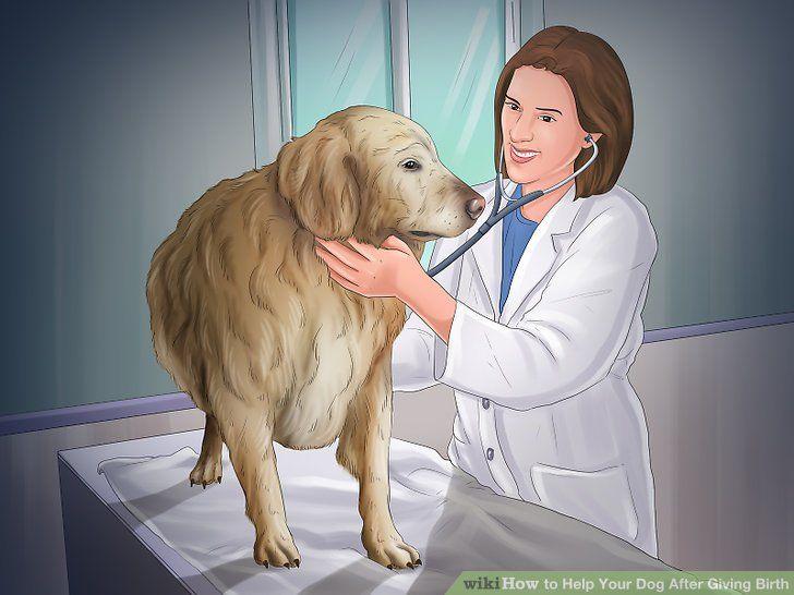 Nursing Dog Logo - How to Help Your Dog After Giving Birth (with Picture)