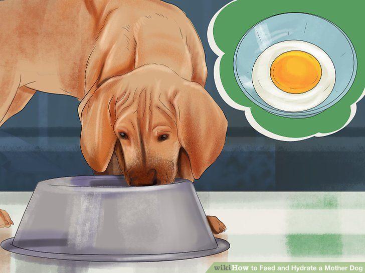 Nursing Dog Logo - How to Feed and Hydrate a Nursing Mother Dog - wikiHow