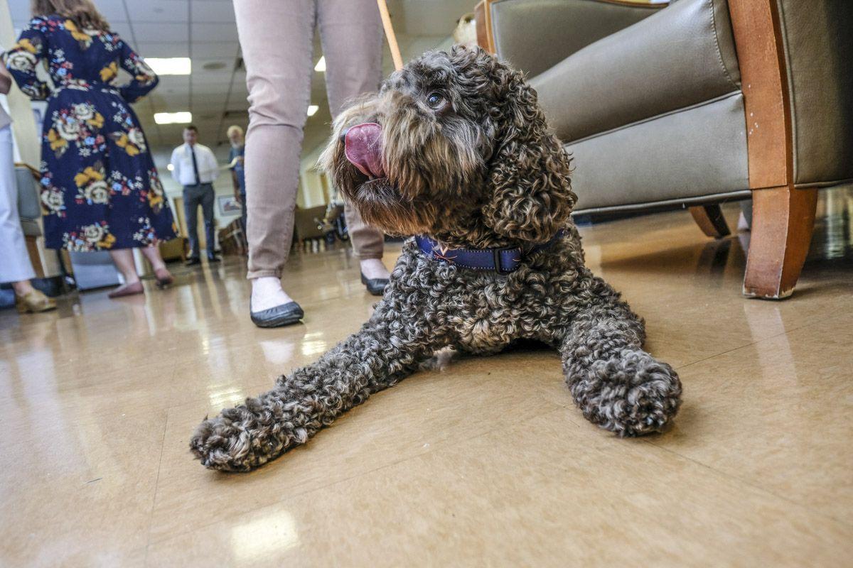 Nursing Dog Logo - The School of Nursing Has a Therapy Dog Named Kenny