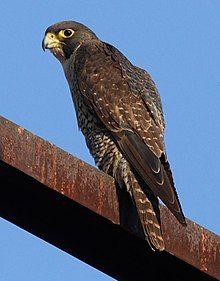 Blue and Yellow Falcon Logo - Peregrine falcon