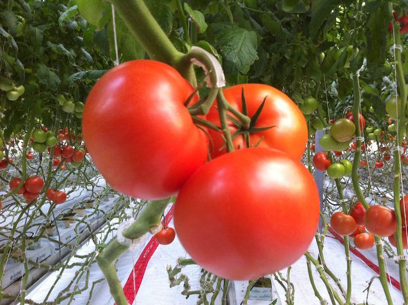 Tomator Paradise Logo - Paradise Hill Farm | Market Fresh Tomatoes
