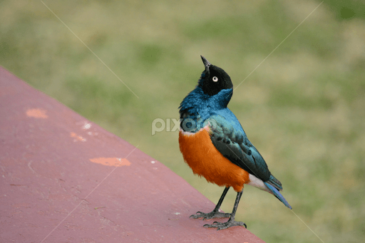 Gold and Blue Bird Logo - Blue Bird | Birds | Animals | Pixoto