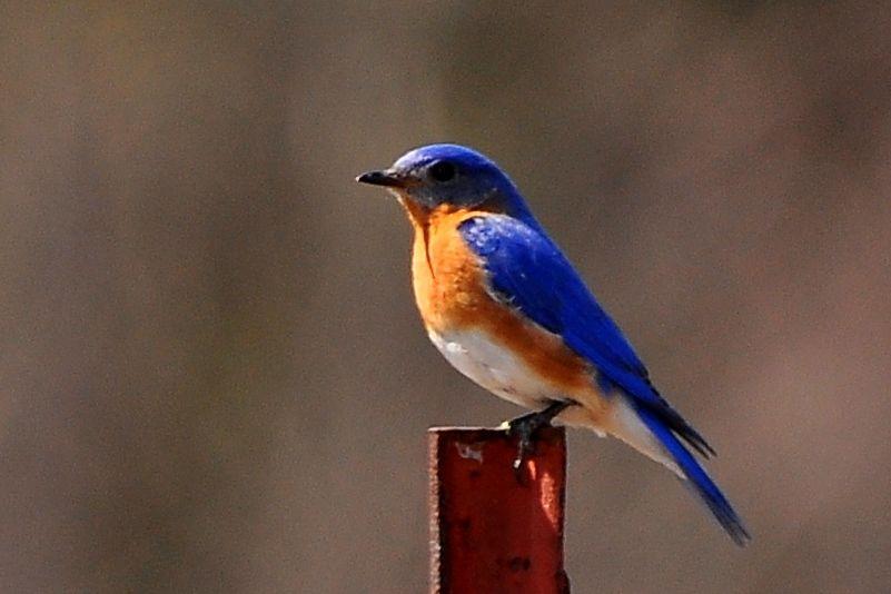 Gold and Blue Bird Logo - Eastern Bluebird | Nick's Nature Pics