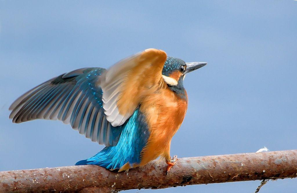 Gold and Blue Bird Logo - Ready For Takeoff | Kingfisher about to depart on a fishing … | Flickr