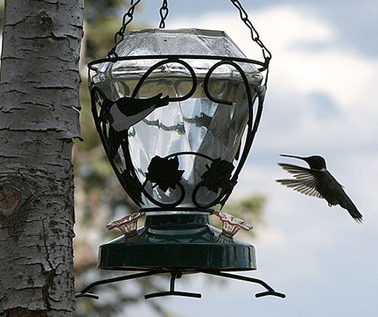 Faded Bird Logo - How to Revive a Faded Hummingbird Feeder » Bird Watcher's Digest