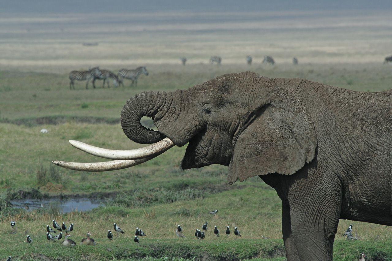 Elephant Tusk Logo - Tusk