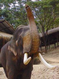 Elephant Tusk Logo - Elephant Tusks - Elephant Facts and Information