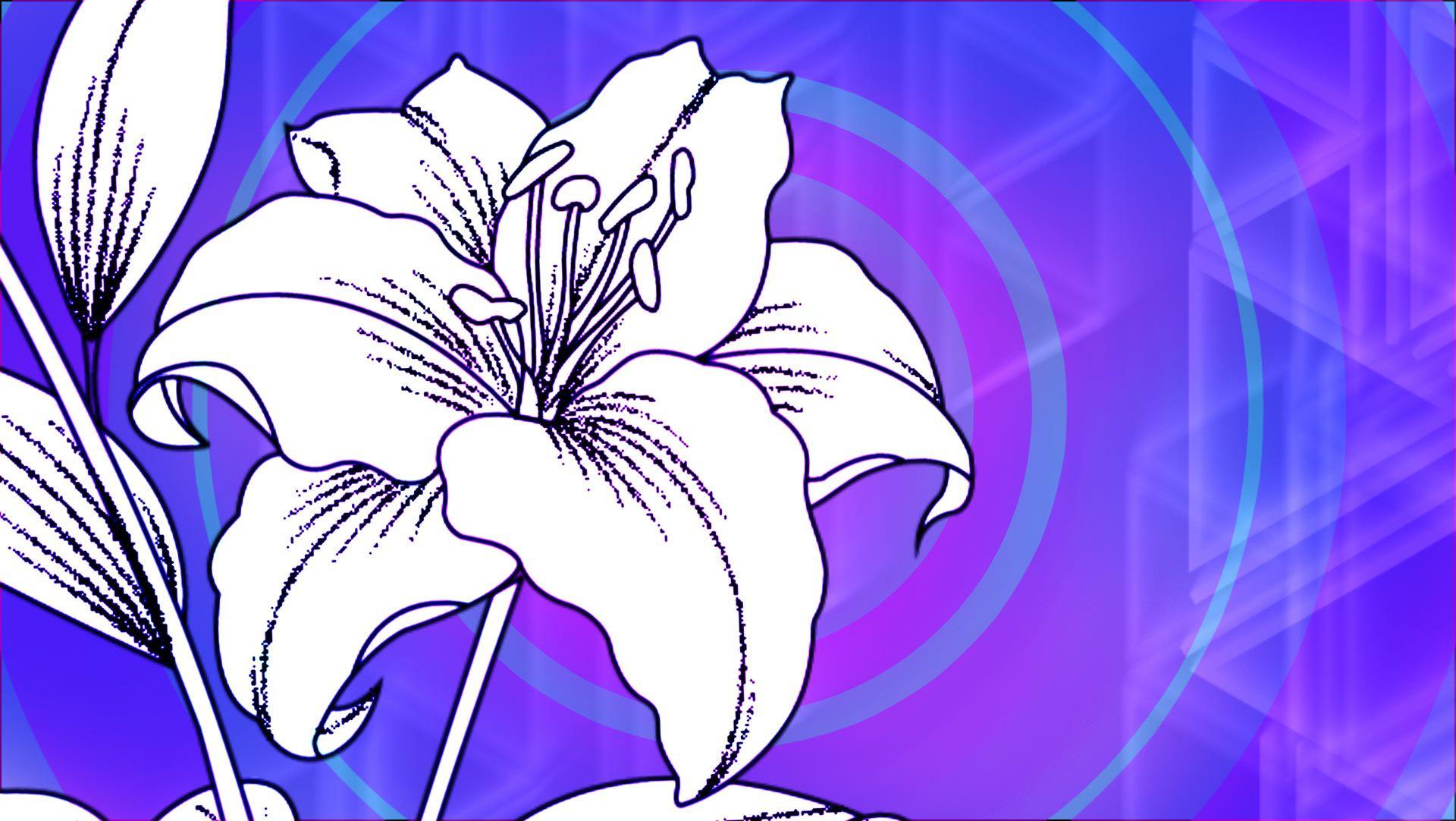 White Lily Logo - susie bryant lily logo