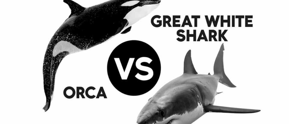 Great White Shark Logo - Head to head: Orca vs Great White Shark - Science Focus - BBC Focus ...