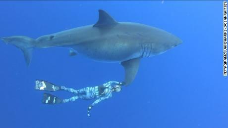 Great White Shark Logo - Divers swim with rare great white shark