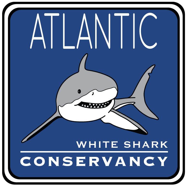 Great White Shark Logo - Atlantic White Shark Conservancy