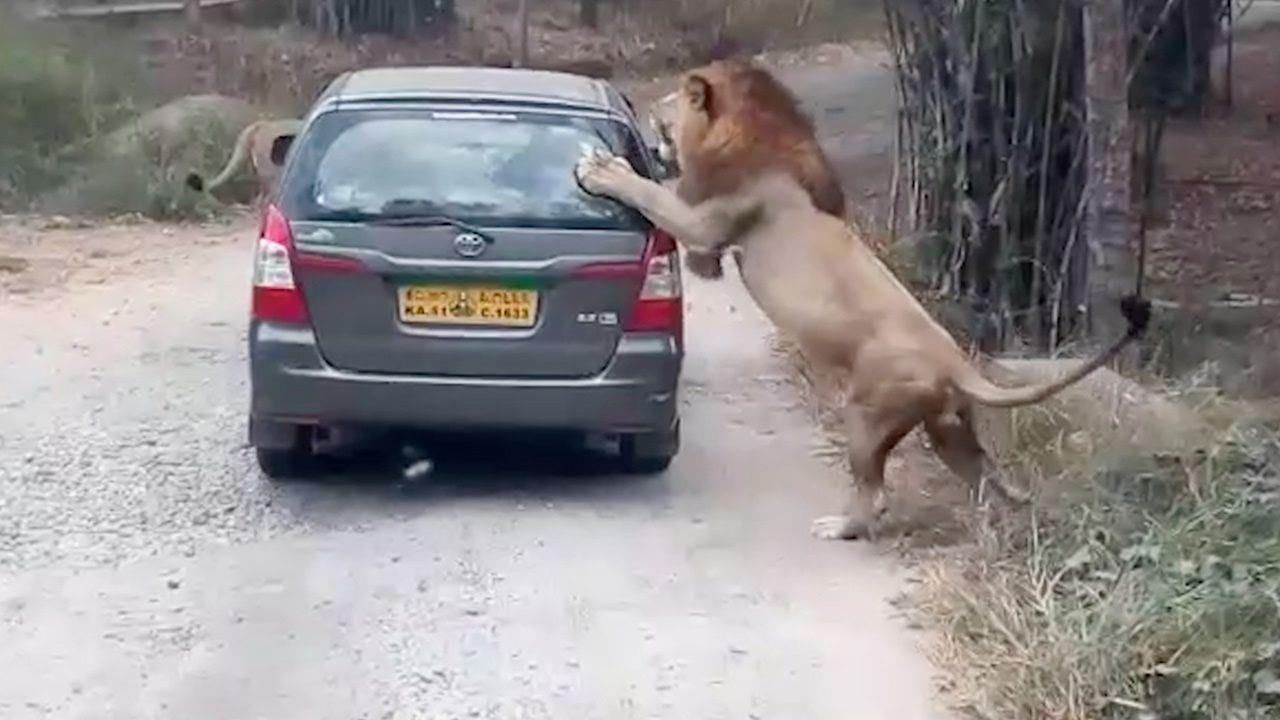 Safari Car Logo - Angry Lion Attacks Safari Car In India