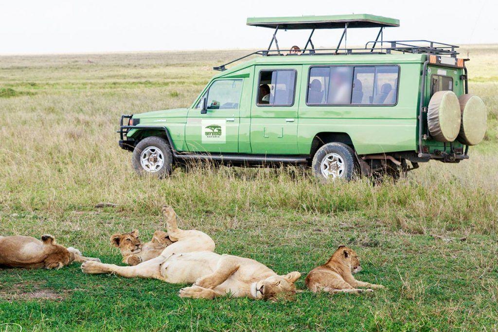 Safari Car Logo - Car Hire, Car Rental Services, Airport Transfers, Strong Safari Vehicles