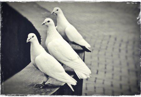 Three White Dove Logo - Three White Dove - Birds & Animals Background Wallpapers on Desktop ...