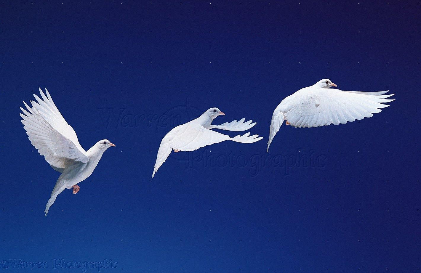 Three White Dove Logo - White dove in flight multiple exposure photo WP11578