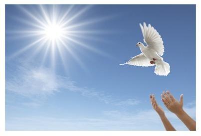 Three White Dove Logo - Funerals with White Dove release moving and thoughtful goodbye