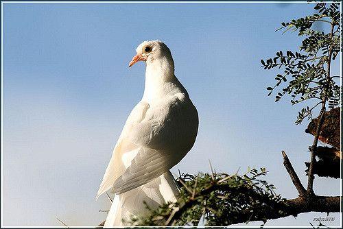 Three White Dove Logo - 3 WHITE DOVE | The first and last white dove I have seen in… | Flickr