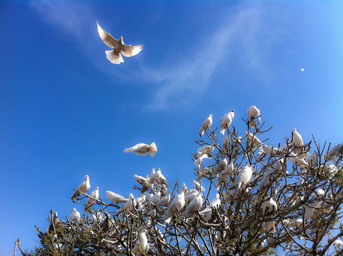 Three White Dove Logo - Doves as symbols