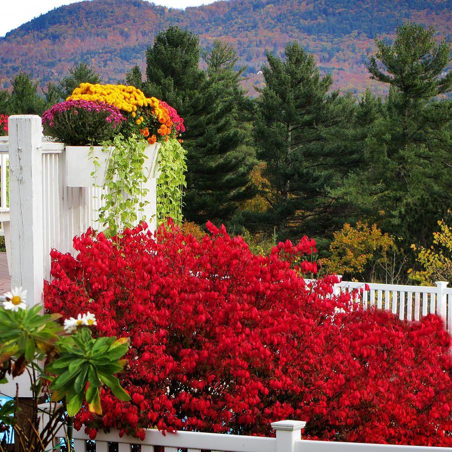 Red Square with White Mountain Logo - White Mountain Hotel Flowers Square Photograph by Barry Benton