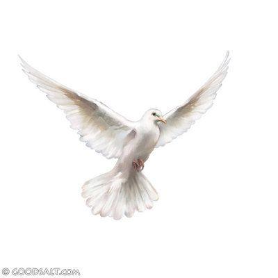 Three White Dove Logo - Matthew 3: White Dove Descending