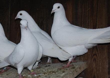 Three White Dove Logo - Three Beautiful White Doves For Sale | in Crawley, West Sussex | Gumtree