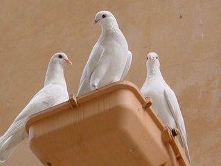 Three White Dove Logo - Free white dove Images, Pictures, and Royalty-Free Stock Photos ...