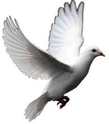 Three White Dove Logo - 3.-White-Dove-e1316192935885.jpg (350×398) | Bird | Pinterest ...