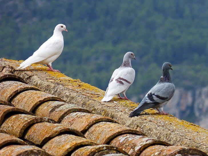 Three White Dove Logo - Royalty Free Photo: Three Pigeons Perched On Roof