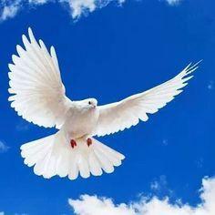 Three White Dove Logo - Best Love Doves image. Exotic birds, Beautiful birds, Colorful