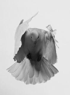 Three White Dove Logo - 86 Best Peaceful White dove images | White doves, Diving, Scuba Diving