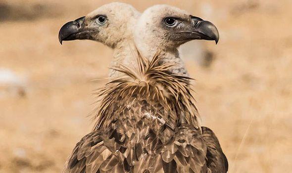 Two Headed Bird Logo - Picture: Does this bizarre unplanned image show a TWO-HEADED vulture ...