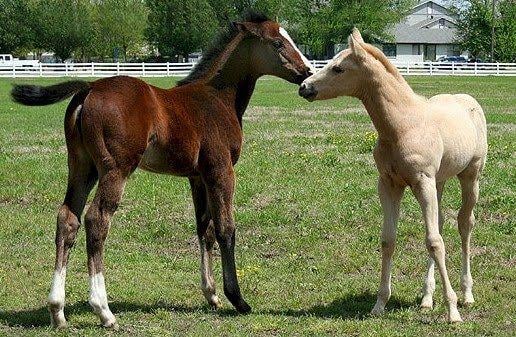 Mare and Foal Logo - Milk of Death: The dark side of the nurse mare industry – Tuesday's ...