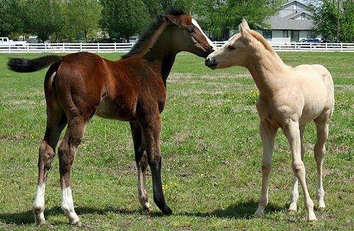 Mare and Foal Logo - Milk of Death: The dark side of the nurse mare industry