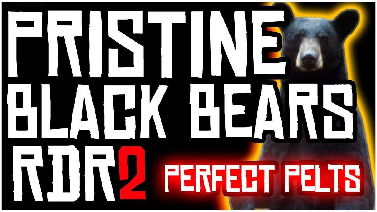 Red and Black Bears Logo - HOW TO FIND PRISTINE BLACK BEARS AND GET PERFECT PELT FAST IN RED