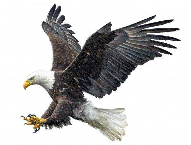 Blue Flying Eagle Logo - Eagle Wings Vectors, Photo and PSD files