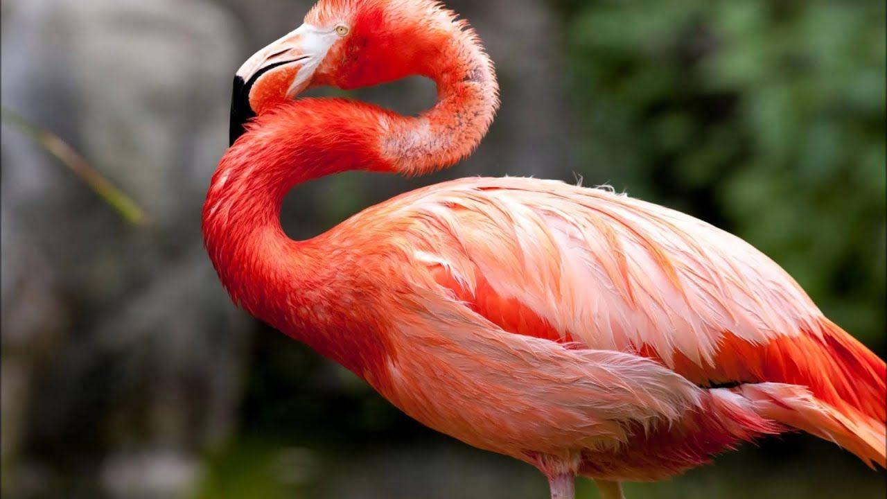 Flaming Birds Logo - flamingo bird sounds