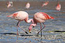 Flaming Birds Logo - Flamingo