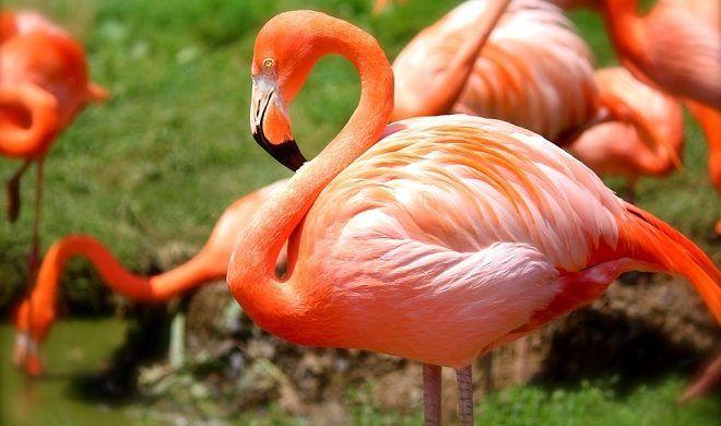 Flaming Birds Logo - Flamingo – Spirit Animal, Symbolism and Meaning