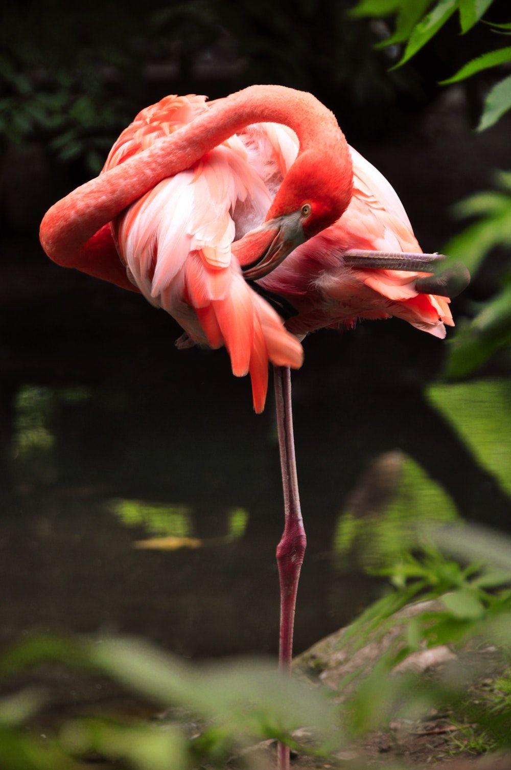 Flaming Birds Logo - Pink Flamingo Picture [HD]. Download Free Image